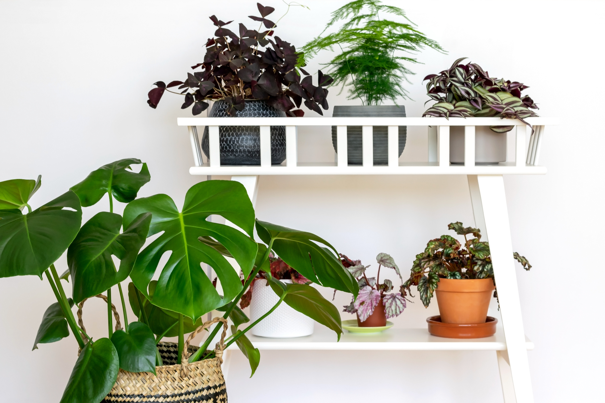 Kako pravilno skrbeti za svoje sobne rastline?